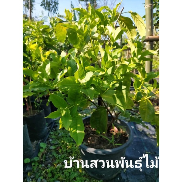 ต้นชมพู่พลาสติก-ผลสีขาว