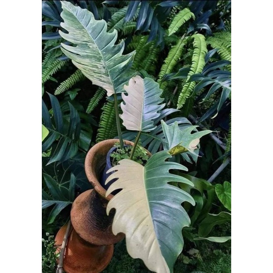 philodendron-caramel-marble-พิณนาคแม่ด่าง