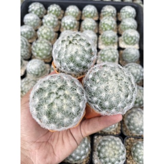 แมมขนนกขาว แมมขนนกไม้เมล็ด ลุ้นสีดอก Mammillaria plumosa  ฟอมสวยขนขาวนุ่ม ราคาเบาๆ