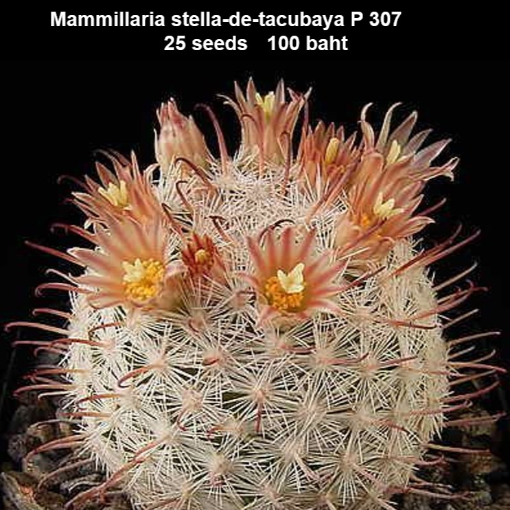 Mammillaria stella-de-tacubaya P 307 25 seeds 100 baht | Shopee Thailand