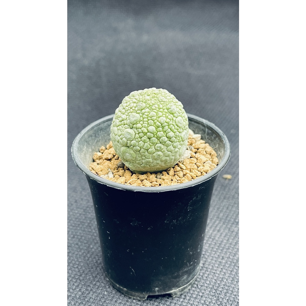 pseudolithos-ต้นคางคกไม้เพาะเมล็ด-ส่งทั้งกระถาง