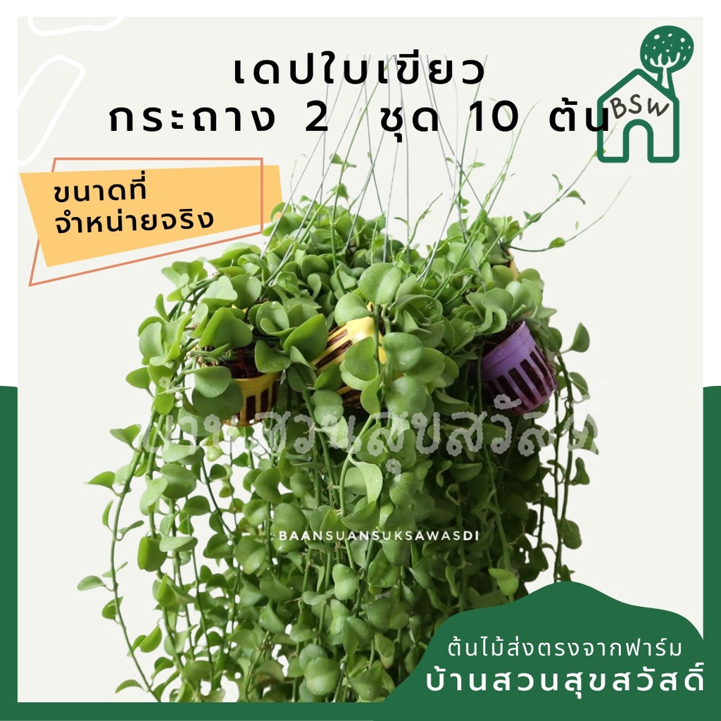 เดป-กระถาง-2-นิ้ว-ขายเป็นชุด-10-ต้น-ใบเขียว