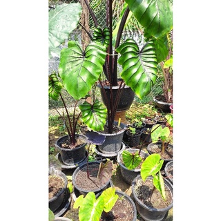 หน้ากากฟาโรห์ Colocasia Pharaoh’s Mask พร้อมส่ง