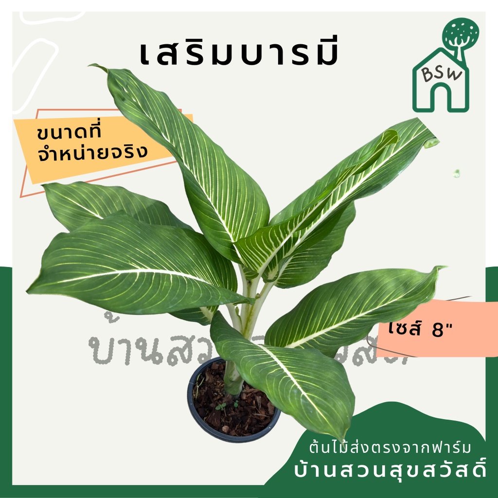 เสริมบารมี-กระถาง-8-นิ้ว-ต้นใหญ่-ต้นเสริมบารมี-บารมีเศรษฐี-บารมีมหาเศรษฐี-มาในกระถางพร้อมตั้ง