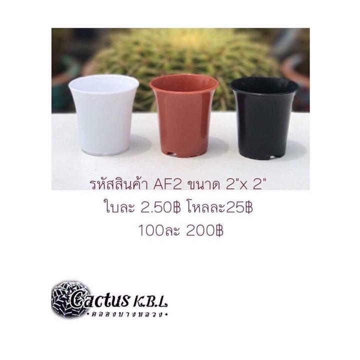 af2-กระถางต้นไม้แคคตัส-มี-3-สีให้เลือก-ขนาด-2-x-2-นิ้ว-1-โหล