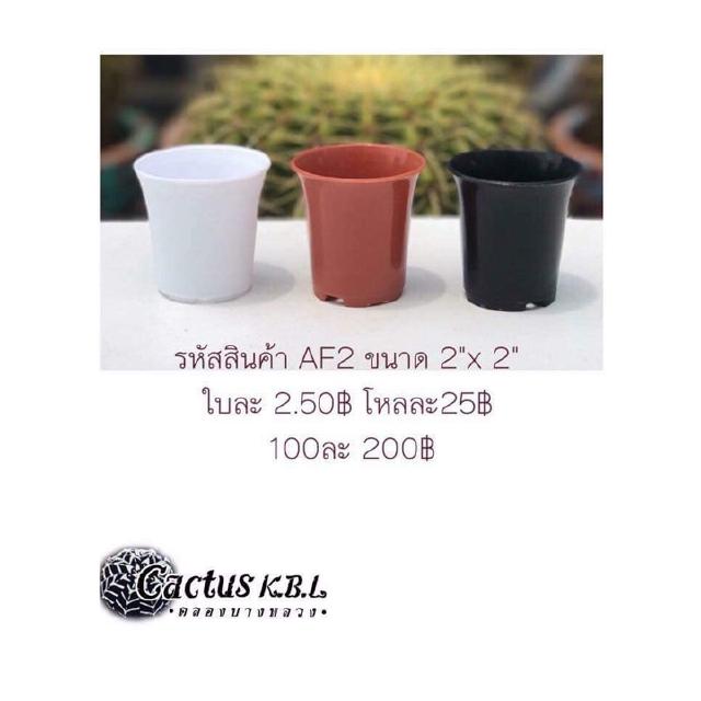 AF2 กระถางต้นไม้แคคตัส มี 3 สีให้เลือก ขนาด 2 x 2 นิ้ว 1 โหล