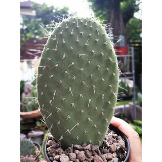 Opuntia Pilifera แพดตัดสด 7~8นิ้ว