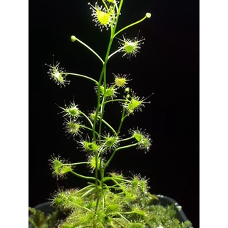สินค้า NEW เมล็ดพืชกินแมลง Drosera peltata (หญ้าไฟตะกาด,ปัดน้ำ) 20เมล็ด