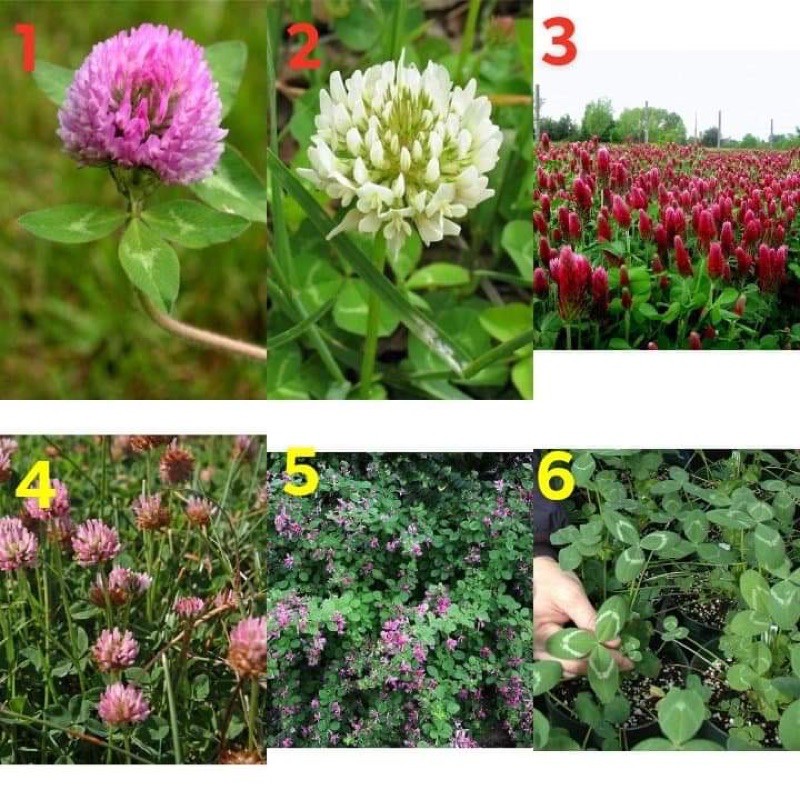  Clover Seed 50 Crimson 