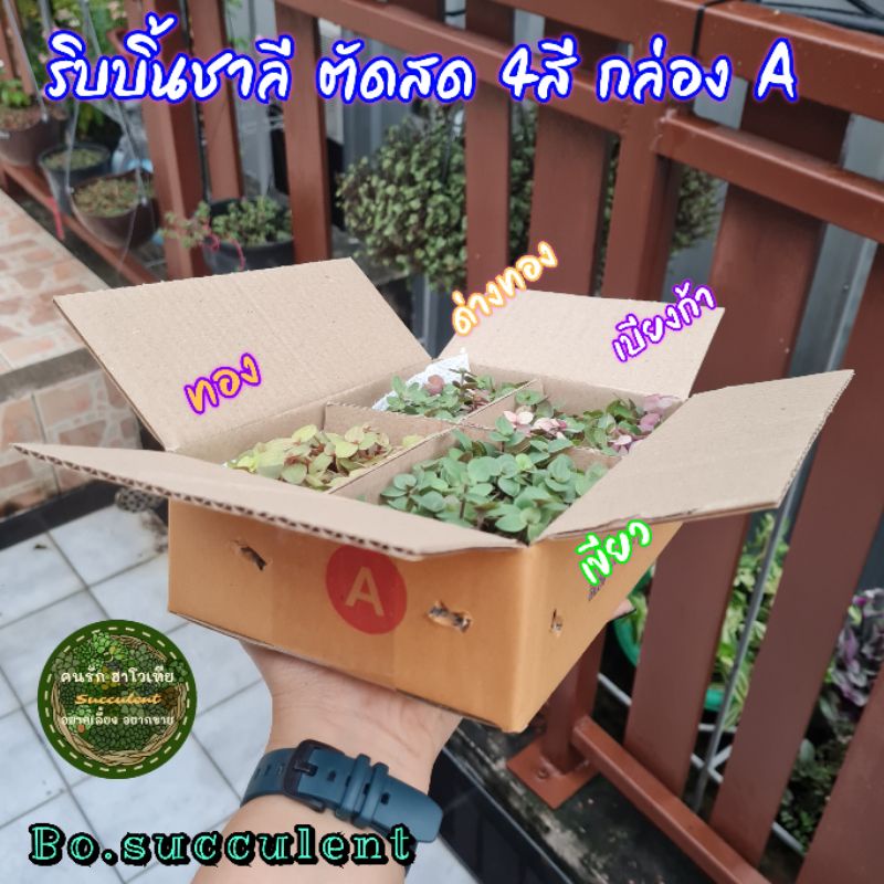 ริบบิ้นชาลีตัดสด-4-สี-ริบบิ้นชาลี-ริบบิ้นชาลีด่างทอง-ริบบิ้นชาลีเบียงก้า-เบียงก้า-ทอง-เขียว-ริบบิ้นชาลีด่างทอง