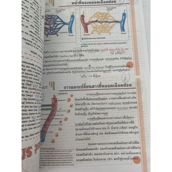 ชีทชีวะ-ระบบไหลเวียน-มือ-2-ใช้กระดาษ-recycle-ปริ้นสี-biology