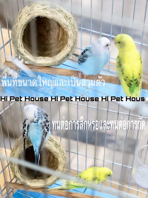 dandan-birds-nest-บ้านนก-นกแก้วขนาดเล็ก-ฟอพัส-เลิฟเบิด-หงหยก-มีพร้อมส่ง