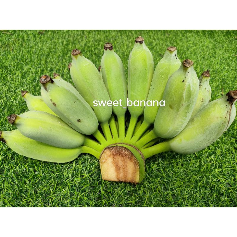 รูปภาพของกล้วยน้ำว้าเมืองเพชรหวีละ 25-40 บาท รสชาติหอมหวานปลูกเองแบบธรรมชาติปลอดสารพิษ พร้อมส่งลองเช็คราคา