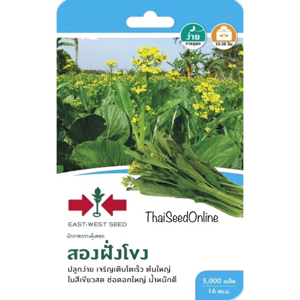 ภาพสินค้าGGEW เมล็ดพันธุ์ซฟ กวางตุ้งดอกสองฝั่งโขง กระจ้อน ตราศรแดง Pak Choy จากร้าน thaiseedonline บน Shopee ภาพที่ 3