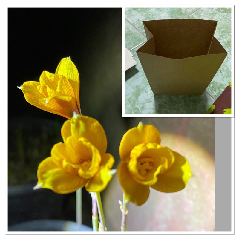 339ฬ.หัวดอกบัวดิน ”ทองแดง” (Habranthus t. var texanus)หัวละ 50 บาท ...