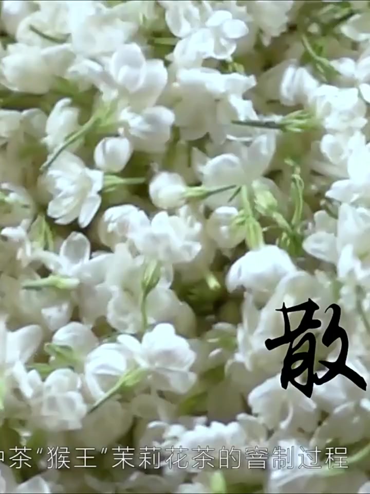 ชาจีน-monkey-king-jasmine-tea-special-no-1-ถุงรูปหมอน-cofco-blend