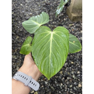 Philodendron  Gloriosum ก้านแบน