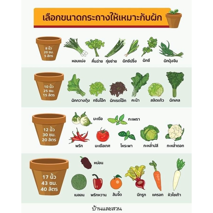 ภาพสินค้าเมล็ดพันธุ์แตงกวาญี่ปุ่น 10เมล็ด อัตราการงอก95% ปลูกง่าย โตไว(แถมฟรี เมล็ดผักทุกออเดอร์) จากร้าน cuteseeds บน Shopee ภาพที่ 2