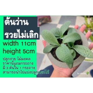 🌈ต้นว่านรวยไม่เลิก ไม้มงคลปลูกแล้วดี ยิ่งปลูกยิ่งรวย 🌵 ฟองอากาศได้ด้วย ขายยกกระถางครับ🖐️🌈