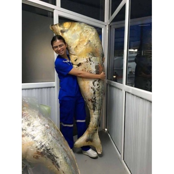 หมอนปลาทูทอด-ขนาด-2-เมตร-หมอนปลาทูไซส์ยักษ์-หมอนข้าง-หมอนพิมพ์ลายอาหาร-หมอนหนุน-หมอนสุขภาพ-หมอนใยสังเคราะห์