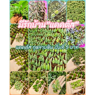 กุหลาบหิน5บาท แคคตัส ใบกุหลาบหิน ยอดกุหลาบหิน กระบองเพชร5บาท 👩‍🌾