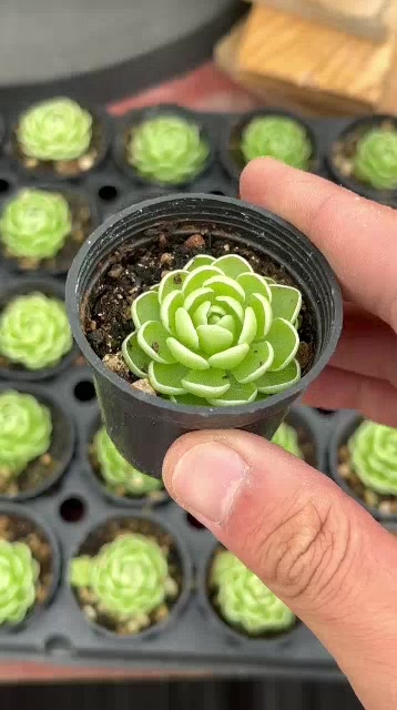 พืชกินแมลง-pinguicula-esseriana-ไม้กินแมลง-ดอกสีขาวม่วง-succulent-echeveria-haworthia-cactus-lithop-ไม้อวบน้ำ