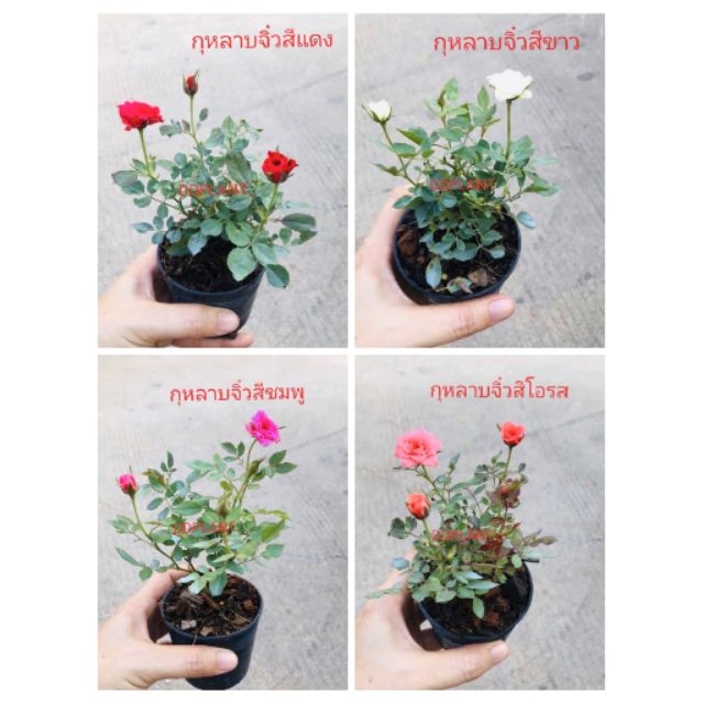 ddplants-กุหลาบจิ๋ว-หรือ-กุหลาบหนู