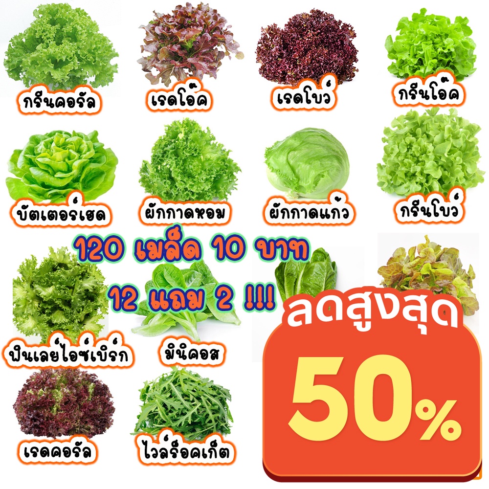 ภาพหน้าปกสินค้า*ตัวเลือกเยอะสุด* เมล็ดผักสลัด100-300 เมล็ด10 บาท งอกดีมีคู่มือ  / เมล็ดพันธุ์ผักสลัด ผักสลัด ผักออแกนิค