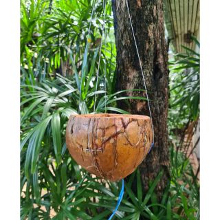 ภาพขนาดย่อของสินค้าเปลือกลูกมะพร้าว สำหรับปลูกกล้วยไม้ พร้อมที่แขวน Coconut Shell for plants