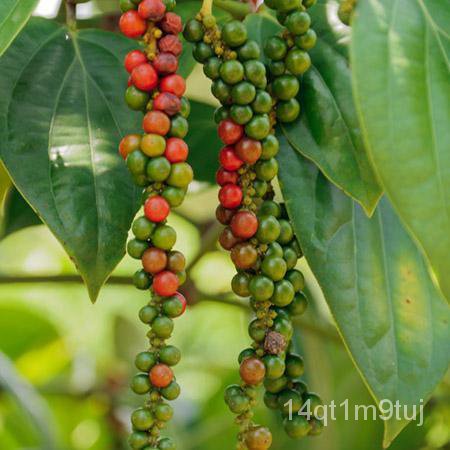 peppercornเมล็ดพืชpaminta-piper-nigrumseeds-หมวก-ดอกไม้-กุหลาบ-ดอกทานตะวัน-เด็ก-เมล็ด-กางเกง-แอปเปิ้ล-กระโปรง-zlpi