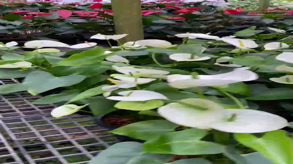 flower-garden-f22-ต้นหน้าวัว-anthurium-มีหลายสี-กระถาง-5-นิ้ว-สัญลักษณ์ของ-การต้อนรับด้วยความยินดี