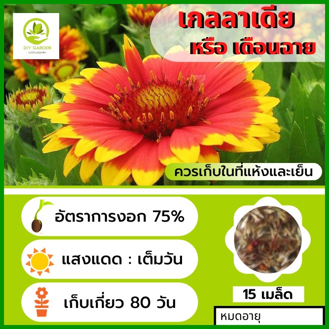 เมล็ดพันธุ์ดอกไม้-เกลลาเดีย-เดือนฉาย-เมล็ดพันธุ์ดอกไม้นำเข้า-ดอกไม้มงคล-จัดสวน-แต่งสวน-ปลูกดอกไม้-ปลูกผัก-ผักสวนครัว