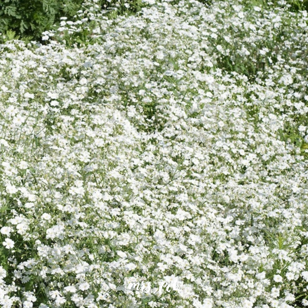 เมล็ดดอกไม้กินได้-gypsophila-สายพันธุ์-convent-garden-market