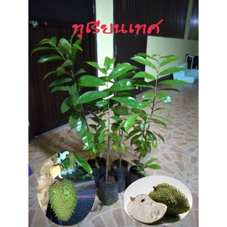 ต้นทุเรียนเทศ(2ต้น/แพค)สูง60-80ซม.ต้านมะเร็ง ทุเรียนเทศ สรรพคุณและประโยชน์ของทุเรียนเทศเยอะ