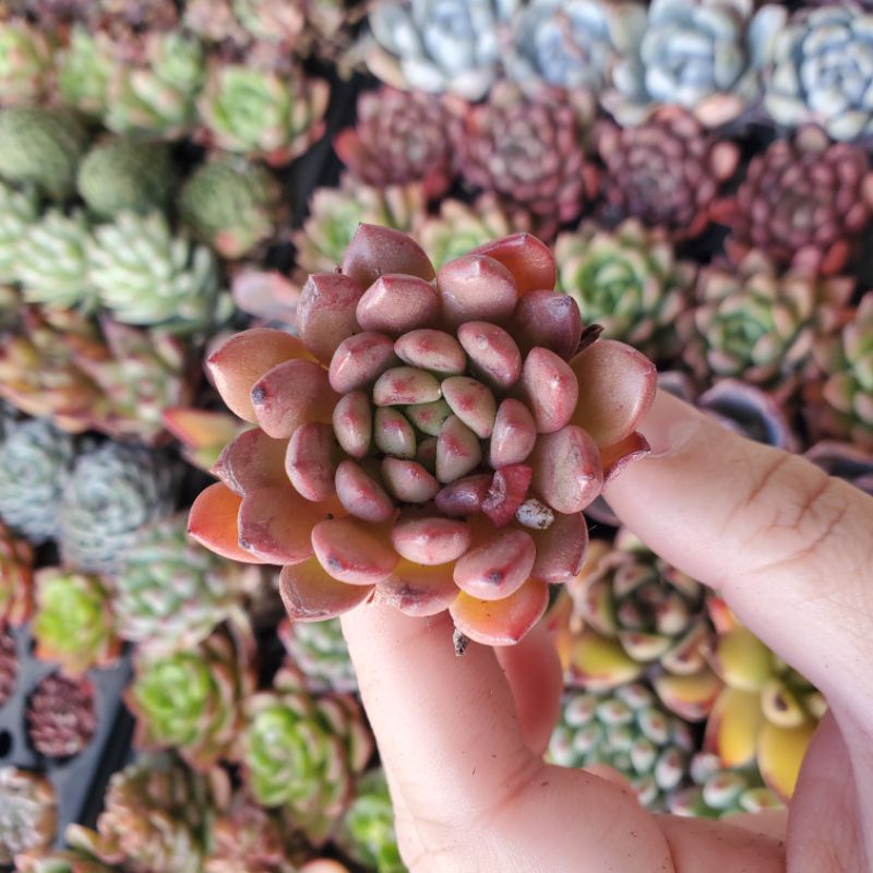 กุหลาบหิน-succulent-red-ruby-sedeveria-pink-ruby-graptoveria-pink-ruby-เส้นผ่านศูนย์กลาง-3-5-4-cm