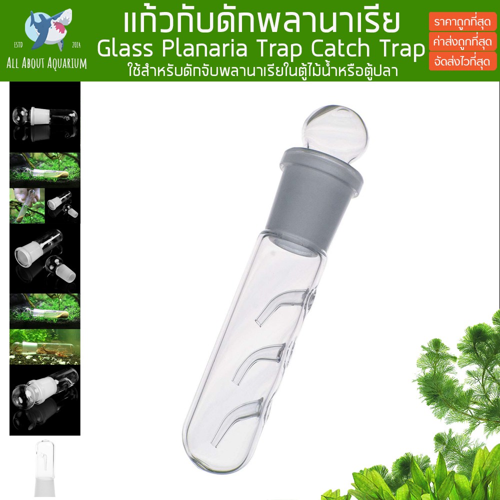 กับดักพลานาเรีย-ที่ดักพลานาเรีย-glass-planaria-trap-pest-trap-worm-leech-planaria-catch-catcher-สำหรับตู้ปลา-ตู้ไม้น้ำ