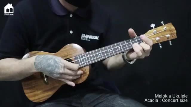 Melokia all solid Acacia Concert Ukulele อูคูเลเล่ไม้อะเคเซีย ยี่ห้อเม ...