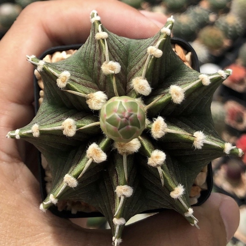 gymnocalycium-lb2178-ก้างสวย-ผิวดีงาม