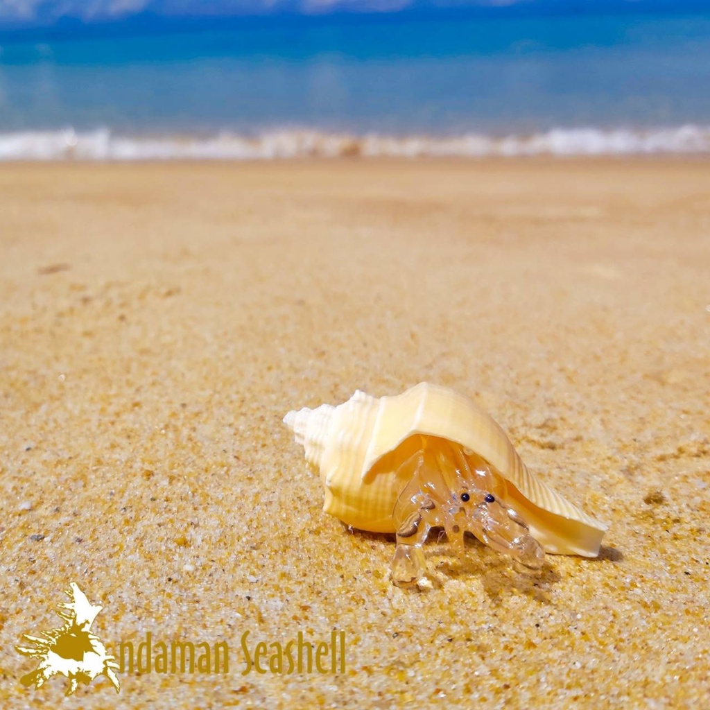 andaman-seashell-แก้วเป่าติดเปลือกหอย-รูปปูเสฉวน-ติดเปลือกหอย-84