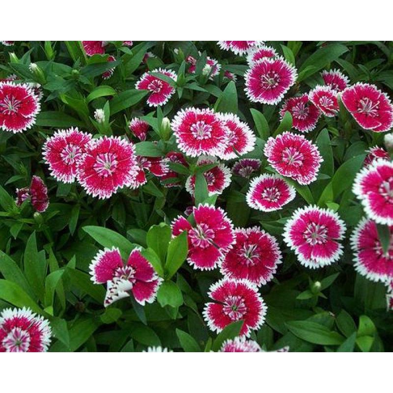 เมล็ดพันธุ์-ถูก-คละ-200แคปซูล-ถุง-เมล็ดพันธุ์-ดอกผีเสื้อ-dianthus-seeds-mix-สามารถปลูกได้ทั่วประเทศไทย-เมล็ดพันธุ์-ไม