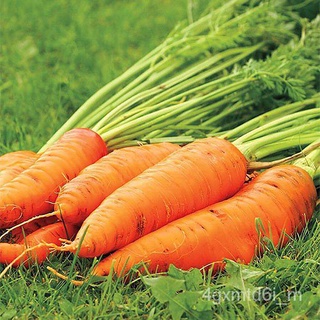 พร้อมส่ง ❗ เมล็ดพันธุ์แท้ OP แท้ 100 % แครอทสีส้ม แดนเวอร์   แครอทสีส้ม ขนาด 7 นิ้ว หวานกรอบ- Danver Carrotต้นฟอกอากาศผล