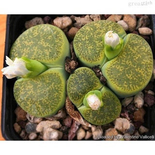 Lithops lesliei (10 seeds)木瓜/园艺/母婴/头饰/通心菜/男装/内裤/种子/生菜/玫瑰/ PHN1