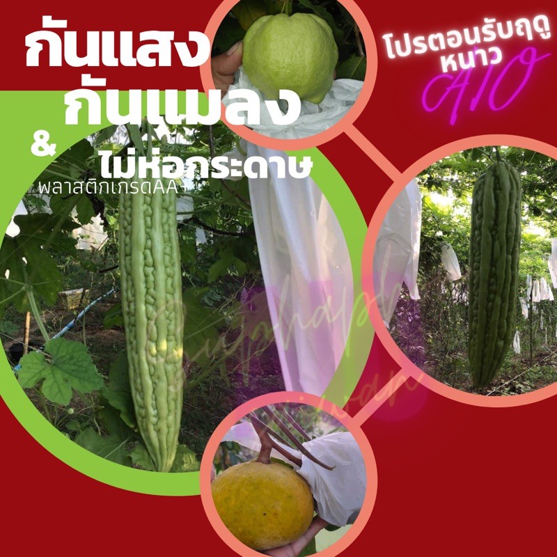 ถุงห่อมะระ-10-กิโลกรัม-ราคาถูก-บรรจุ-1-500-1-600ใบ-กันแมลง-กันแดด-มีรู-3-จุด-นำกลับาใช้ใหม่ได้-ส่งฟรี