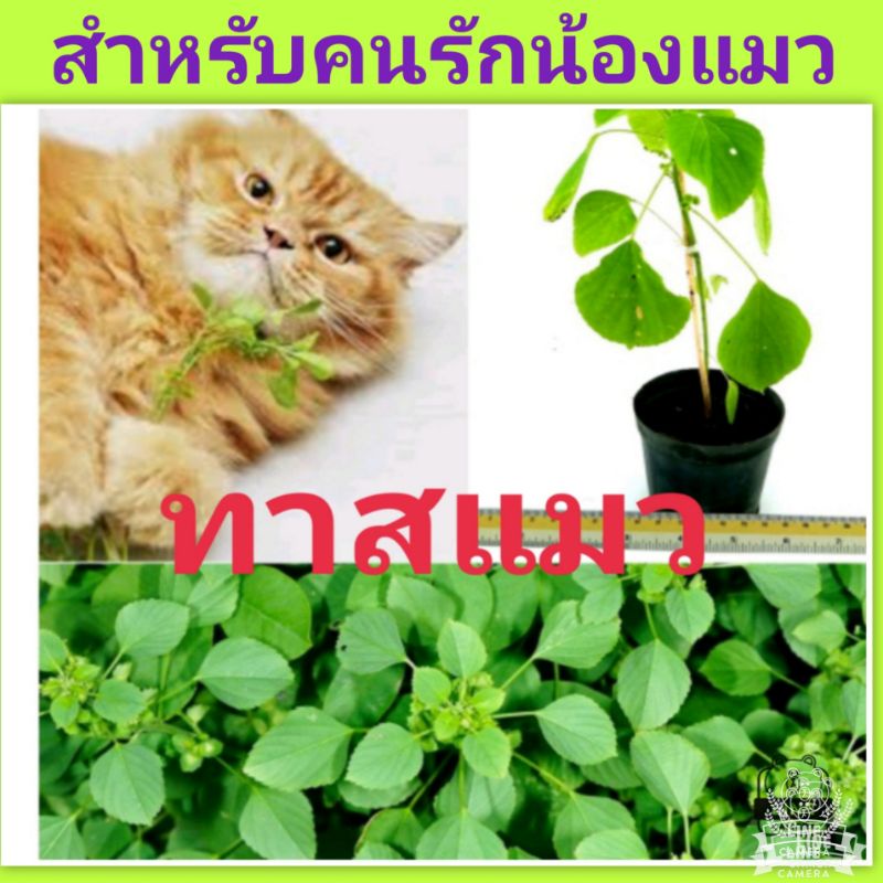 ต้นตำแยแมว-ต้นกัญชาแมว-ชุดล่ะ-20-ต้น