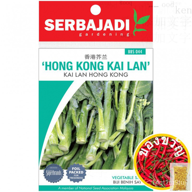 serbajadi-hong-kong-kailan-seeds-bbs044-kai-lan-vegetable-seed-benih-sayur-เมล็ดผักชี-ผักกาดหอม-แอปเปิ้ล-หมวก-มะล