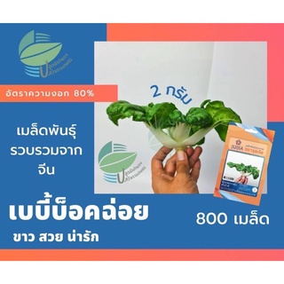 ผักกาดกวางตุ้ง เบบี้บ็อคฉ่อย (Baby Bokchoy)