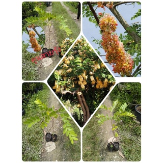 ต้นคูนสายรุ้ง/ต้นรัตนพฤกษ์(2ต้น/แพค)สูง60-70ซม.มีหลายสีในช่อเดียว เวลามีดอกดกช่อดอกห้อยลงจะดูสวยงามมาก
