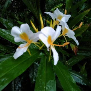 ว่านมหาหงส์ ดอกขาวไส้เหลือง (หอมมาก หายาก)     ต้นสะเลเต / butterfly lily / ต้นสเลเต