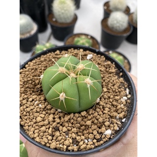 กระบองเพชร สายพันธุ์ Gymnocalycium horstii 4-5 cm.