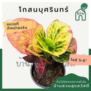 โกสนบุศรินทร์ กระถาง 5-6 นิ้ว ต้นโกสน เป็นไม้แดด ไม้ด่างสวย ใบสีสันสดใส